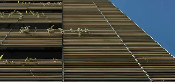 Ventanas de edificio, cubiertas con persianas verticales, sostienen enredaderas verdes; cielo azul despejado al fondo.